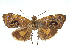  ( - CCDB-37887-B03)  @11 [ ] CreativeCommons - Attribution Share - Alike (2024) CBG Photography Group Centre for Biodiversity Genomics
