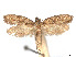  ( - CCDB-37887-E03)  @11 [ ] CreativeCommons - Attribution Share - Alike (2024) CBG Photography Group Centre for Biodiversity Genomics