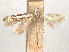  ( - CCDB-37888-A02)  @11 [ ] CreativeCommons - Attribution (2024) CBG Photography Group Centre for Biodiversity Genomics