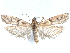  ( - CCDB-37888-B11)  @11 [ ] CreativeCommons - Attribution (2024) CBG Photography Group Centre for Biodiversity Genomics