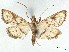  ( - CCDB-37888-F11)  @11 [ ] CreativeCommons - Attribution (2024) CBG Photography Group Centre for Biodiversity Genomics