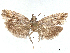  ( - CCDB-37888-G06)  @11 [ ] CreativeCommons - Attribution (2024) CBG Photography Group Centre for Biodiversity Genomics