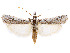  ( - CCDB-37889-A03)  @11 [ ] CreativeCommons - Attribution Share - Alike (2024) CBG Photography Group Centre for Biodiversity Genomics