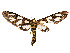  ( - CCDB-37889-B02)  @11 [ ] CreativeCommons - Attribution Share - Alike (2024) CBG Photography Group Centre for Biodiversity Genomics