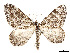  ( - CCDB-37889-D08)  @11 [ ] CreativeCommons - Attribution Share - Alike (2024) CBG Photography Group Centre for Biodiversity Genomics