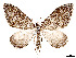  ( - CCDB-37889-D09)  @11 [ ] CreativeCommons - Attribution Share - Alike (2024) CBG Photography Group Centre for Biodiversity Genomics