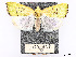  ( - CCDB-37889-G01)  @11 [ ] CreativeCommons - Attribution Share - Alike (2024) CBG Photography Group Centre for Biodiversity Genomics