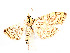  ( - CCDB-37889-G11)  @11 [ ] CreativeCommons - Attribution Share - Alike (2024) CBG Photography Group Centre for Biodiversity Genomics