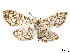  ( - CCDB-37889-G12)  @11 [ ] CreativeCommons - Attribution Share - Alike (2024) CBG Photography Group Centre for Biodiversity Genomics