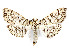  ( - CCDB-37889-H01)  @11 [ ] CreativeCommons - Attribution Share - Alike (2024) CBG Photography Group Centre for Biodiversity Genomics