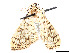  ( - CCDB-37889-H02)  @11 [ ] CreativeCommons - Attribution Share - Alike (2024) CBG Photography Group Centre for Biodiversity Genomics