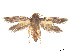  ( - CCDB-37900-A02)  @11 [ ] CreativeCommons - Attribution Share - Alike (2024) CBG Photography Group Centre for Biodiversity Genomics