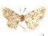  (Nepterotaea memoriata - CCDB-37900-B01)  @11 [ ] CreativeCommons - Attribution Share - Alike (2024) CBG Photography Group Centre for Biodiversity Genomics