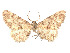  ( - CCDB-37900-B02)  @11 [ ] CreativeCommons - Attribution Share - Alike (2024) CBG Photography Group Centre for Biodiversity Genomics