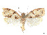  ( - CCDB-37900-F02)  @11 [ ] CreativeCommons - Attribution Share - Alike (2024) CBG Photography Group Centre for Biodiversity Genomics