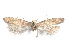  ( - CCDB-37900-G02)  @11 [ ] CreativeCommons - Attribution Share - Alike (2024) CBG Photography Group Centre for Biodiversity Genomics