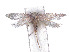  ( - CCDB-37900-G04)  @11 [ ] CreativeCommons - Attribution Share - Alike (2024) CBG Photography Group Centre for Biodiversity Genomics
