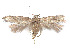  ( - CCDB-37900-G06)  @11 [ ] CreativeCommons - Attribution Share - Alike (2024) CBG Photography Group Centre for Biodiversity Genomics