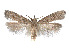  ( - CCDB-37900-G07)  @11 [ ] CreativeCommons - Attribution Share - Alike (2024) CBG Photography Group Centre for Biodiversity Genomics