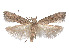  ( - CCDB-37900-G08)  @11 [ ] CreativeCommons - Attribution Share - Alike (2024) CBG Photography Group Centre for Biodiversity Genomics