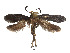  ( - CCDB-37900-G09)  @11 [ ] CreativeCommons - Attribution Share - Alike (2024) CBG Photography Group Centre for Biodiversity Genomics