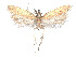  (Dichomeris nenia - CCDB-37900-G12)  @11 [ ] CreativeCommons - Attribution Share - Alike (2024) CBG Photography Group Centre for Biodiversity Genomics