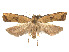  (Dichomeris oceanis - CCDB-37900-H01)  @11 [ ] CreativeCommons - Attribution Share - Alike (2024) CBG Photography Group Centre for Biodiversity Genomics