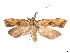  ( - CCDB-37900-H02)  @11 [ ] CreativeCommons - Attribution Share - Alike (2024) CBG Photography Group Centre for Biodiversity Genomics