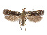  ( - CCDB-37900-H03)  @11 [ ] CreativeCommons - Attribution Share - Alike (2024) CBG Photography Group Centre for Biodiversity Genomics