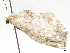  ( - CCDB-37902-A06)  @11 [ ] CreativeCommons - Attribution (2024) CBG Photography Group Centre for Biodiversity Genomics