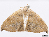  ( - CCDB-37902-C06)  @11 [ ] CreativeCommons - Attribution (2024) CBG Photography Group Centre for Biodiversity Genomics
