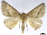  ( - CCDB-37902-C07)  @11 [ ] CreativeCommons - Attribution (2024) CBG Photography Group Centre for Biodiversity Genomics