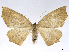  (Eusarca ascolia - CCDB-37902-C11)  @11 [ ] CreativeCommons - Attribution (2024) CBG Photography Group Centre for Biodiversity Genomics