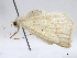  (Eusarca atia - CCDB-37902-D01)  @11 [ ] CreativeCommons - Attribution (2024) CBG Photography Group Centre for Biodiversity Genomics