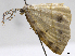  (Eusarca cayennaria - CCDB-37902-D03)  @11 [ ] CreativeCommons - Attribution (2024) CBG Photography Group Centre for Biodiversity Genomics