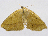  (Eusarca mera - CCDB-37902-D04)  @11 [ ] CreativeCommons - Attribution (2024) CBG Photography Group Centre for Biodiversity Genomics