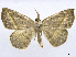  ( - CCDB-37902-D08)  @11 [ ] CreativeCommons - Attribution (2024) CBG Photography Group Centre for Biodiversity Genomics
