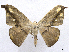  (Oxydia obtusaria - CCDB-37902-E06)  @11 [ ] CreativeCommons - Attribution (2024) CBG Photography Group Centre for Biodiversity Genomics
