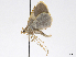  (Opisthoxia nr. asopis - CCDB-37902-G07)  @11 [ ] CreativeCommons - Attribution (2024) CBG Photography Group Centre for Biodiversity Genomics