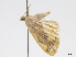  (Opisthoxia aspledon - CCDB-37902-G08)  @11 [ ] CreativeCommons - Attribution (2024) CBG Photography Group Centre for Biodiversity Genomics