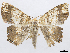  ( - CCDB-37902-H11)  @11 [ ] CreativeCommons - Attribution (2024) CBG Photography Group Centre for Biodiversity Genomics