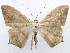  ( - CCDB-37903-A03)  @11 [ ] CreativeCommons - Attribution (2024) CBG Photography Group Centre for Biodiversity Genomics