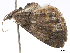  (Perizoma baptopennis - CCDB-37903-C08)  @11 [ ] CreativeCommons - Attribution (2024) CBG Photography Group Centre for Biodiversity Genomics