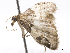  (Perizoma basiplaga - CCDB-37903-C09)  @11 [ ] CreativeCommons - Attribution (2024) CBG Photography Group Centre for Biodiversity Genomics