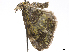  (Hydriomena cromna - CCDB-37903-D09)  @11 [ ] CreativeCommons - Attribution (2024) CBG Photography Group Centre for Biodiversity Genomics