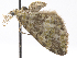  (Hydriomena cormasa - CCDB-37903-D10)  @11 [ ] CreativeCommons - Attribution (2024) CBG Photography Group Centre for Biodiversity Genomics