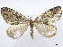  (Hydriomena midaria - CCDB-37903-D12)  @11 [ ] CreativeCommons - Attribution (2024) CBG Photography Group Centre for Biodiversity Genomics