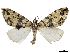 (Hydriomena tesellata - CCDB-37903-E06)  @11 [ ] CreativeCommons - Attribution (2024) CBG Photography Group Centre for Biodiversity Genomics