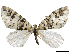  (Hydriomena ulfrida - CCDB-37903-E07)  @11 [ ] CreativeCommons - Attribution (2024) CBG Photography Group Centre for Biodiversity Genomics