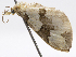  (Psaliodes cydna - CCDB-37903-F01)  @11 [ ] CreativeCommons - Attribution (2024) CBG Photography Group Centre for Biodiversity Genomics